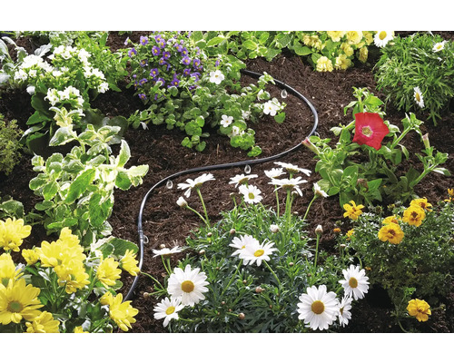 Trädgård med blommor och bevattningsslang