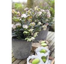 Julros FLORASELF Helleborus Winterbell krukstorlek Ø17cm