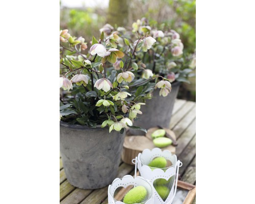 Två grå blomkrukor med julrosor på ett träbord.