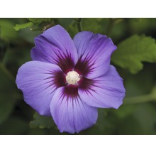 Närbild av en enda blå hibiskusblomma med mörkt centrum.