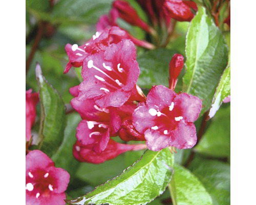 Närbild av Weigelia blommor med blad