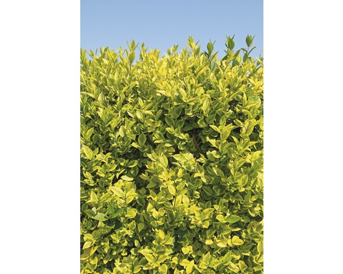 Bredbladig liguster spaljé FLORASELF Ligustrum ovalifolium Aureum 100-110x50cm co 18L