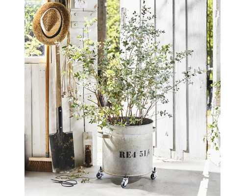 Eukalyptusväxt i planteringskärl på hjul med trädgårdsredskap framför en trävägg