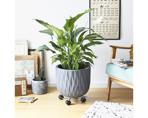 Fredskalla i en grå kruka med hjul i ett interiör.