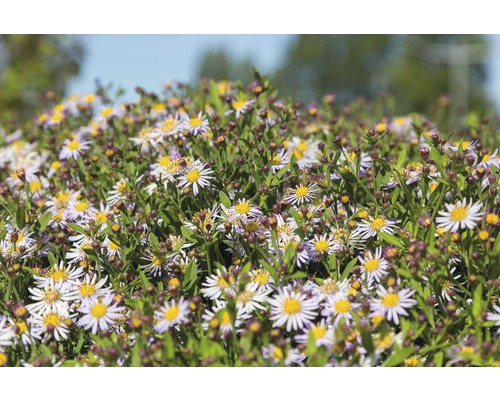 Närbild av en grupp strävbladiga astrar med gula och vita blommor