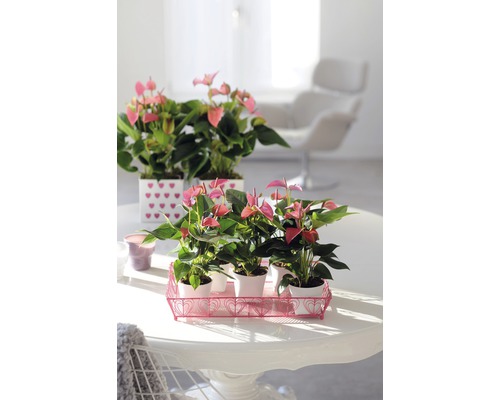 Rumsbild med rosa anthurium i krukor på ett bord