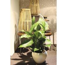 Fredskalla FLORASELF Spathiphyllum wallisii Sweet Silvio 70-80cm krukstorlek Ø17cm