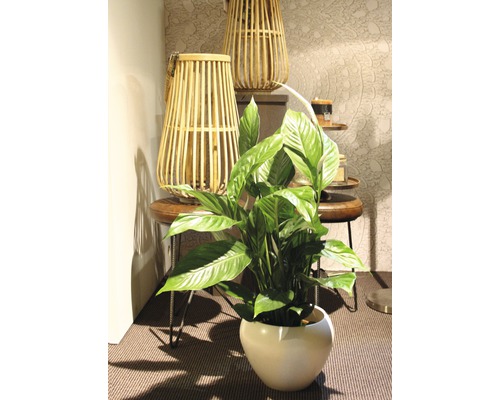 Fredskalla i kruka, kombinerat med dekorativa trälyktor på ett sidobord.