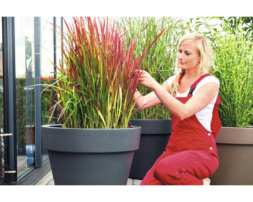 Kvinna som tar hand om prydnadsgräs i en blomlåda.