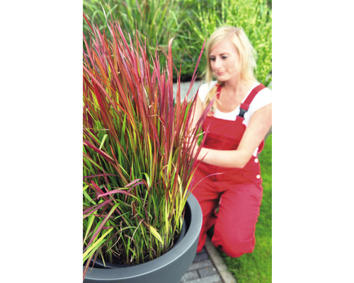 Strandtrift i kruka med trädgårdsmästare i trädgården