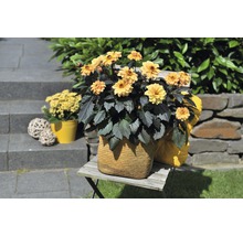Dahlia FLORASELF Dahlia Temptation Ø17cm blandade sorter