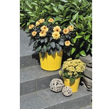 Dahlia FLORASELF Dahlia Temptation Ø17cm blandade sorter