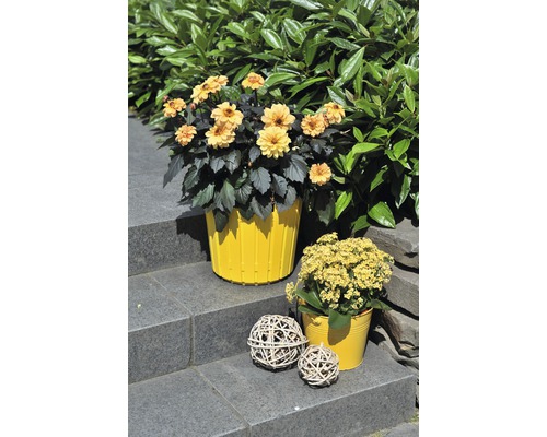 Gula dahlior i en kruka och dekorativa bollar på en trappa