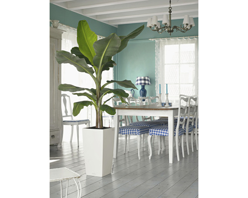 Interiör med bananplanta i vit planteringskruka, matbord och stolar