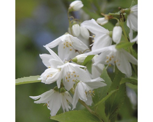 Blommor av Deutzia gracilis