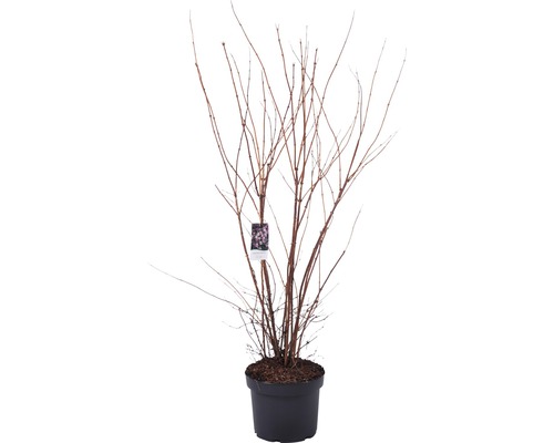 Hortensia i kruka med etikett