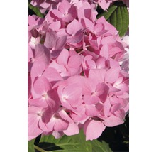 Närbild av en rosa hortensiablomma