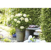 Bollhortensia Endless Summer vit Hydrangea macrophylla 'The Bride' 20-35cm co 5L
