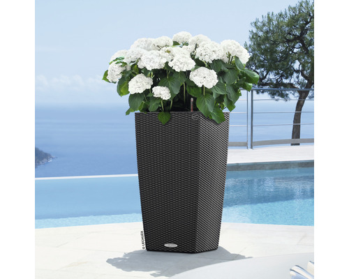 Hög blomlåda med vita hortensior i trädgården vid poolen