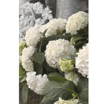 Bollhortensia Endless Summer vit Hydrangea macrophylla 'The Bride' 20-35cm co 5L