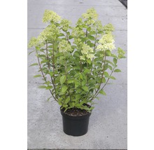 Syrenhortensia i kruka.