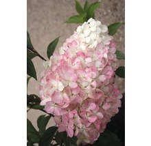 Hortensia med blommor