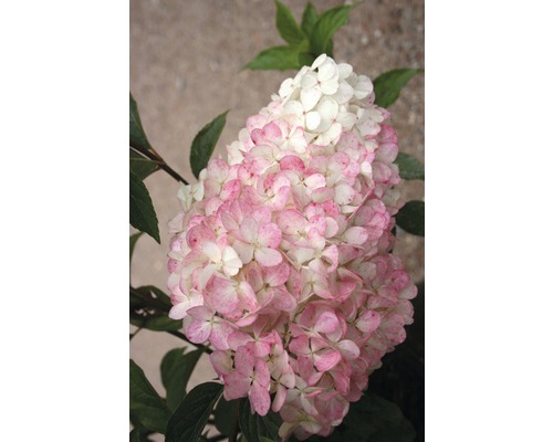 Hortensia med blommor