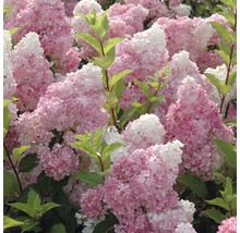 Närbild av rosa hortensiablommor i trädgården.
