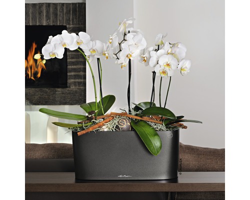 Orkidéer i en grå planteringslåda på ett bord