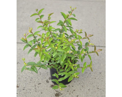 Johannesörtväxt i kruka