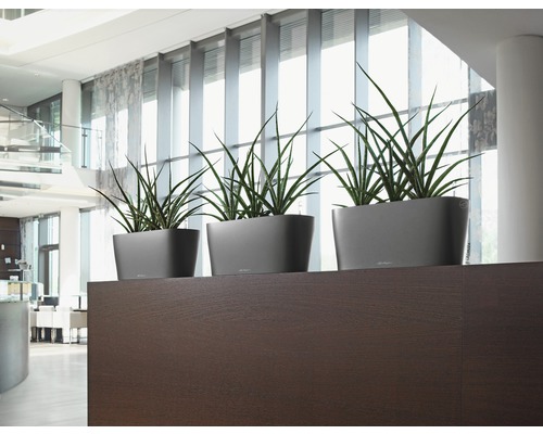 Tre grå planteringskärl med gröna växter på en mörk trähylla i ett ljust rum.