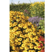 Trädgård med blommande solbrudväxter