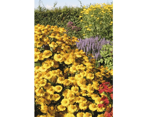Trädgård med blommande solbrudväxter