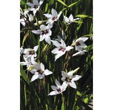 Närbild av gladiolusplantor med vita blommor och mörkröda accenter