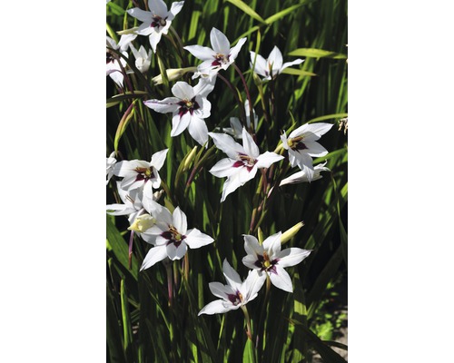 Närbild av gladiolusplantor med vita blommor och mörkröda accenter