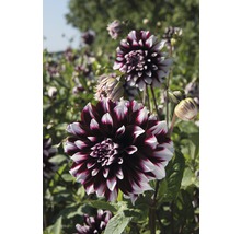 Närbild av en dahlia i trädgården