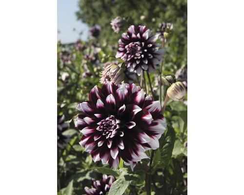 Närbild av en dahlia i trädgården