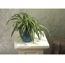 Ampellilja i kruka på en piedestal