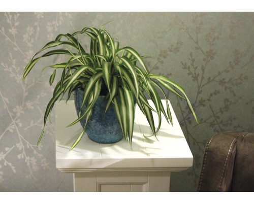 Ampellilja i kruka på en piedestal