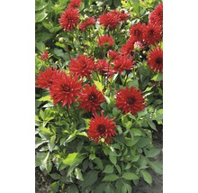 Grupp av röda dahlior i trädgårdsrabatten