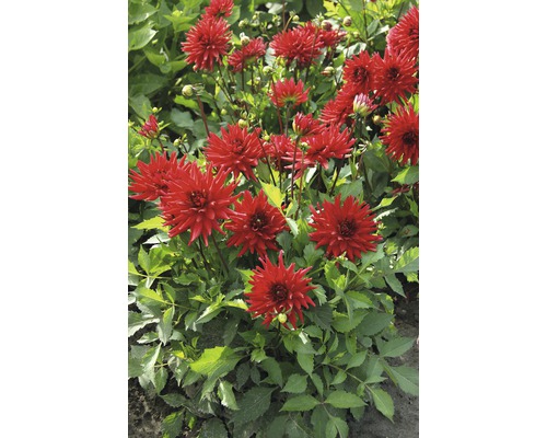 Grupp av röda dahlior i trädgårdsrabatten