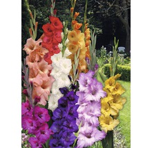Mångfärgade gladioler i trädgården