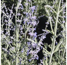 Rysk salvia med violetta blommor