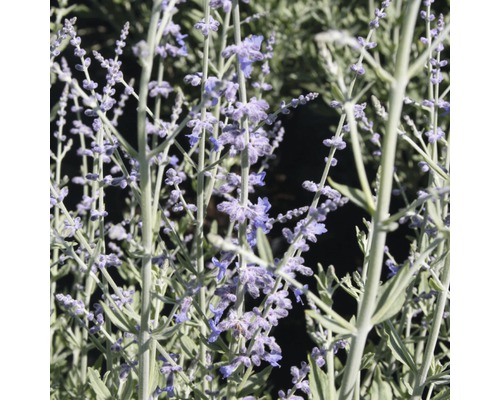 Rysk salvia med violetta blommor