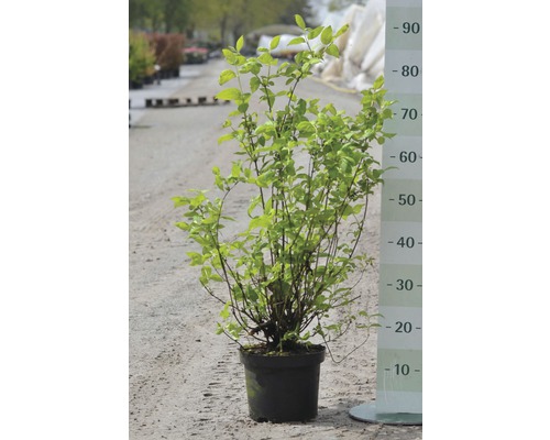 Växt i kruka med gröna blad och mätskala