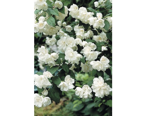 Kameliaschersmin FLORASELF Philadelphus 'Minnesota Snowflake' 60-80cm Co 4,5L Doftschersmin med vita blommor och gröna blad.