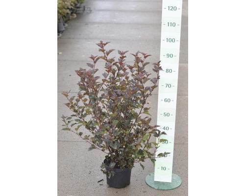 Rödbladig smällspirea FLORASELF Physocarpus opulifolius Diabolo® 60-80cm co 4L