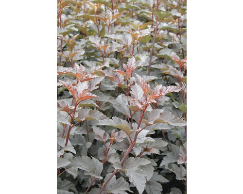Rödbladig smällspirea FLORASELF Physocarpus opulifolius Diabolo® 60-80cm co 4L Blåstry med dekorativa blad i trädgården.