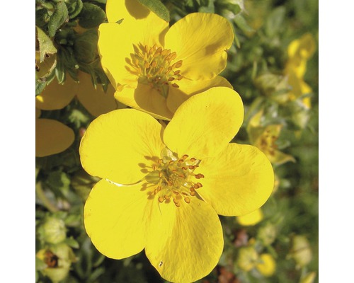 Gula fingerörtblommor i detalj