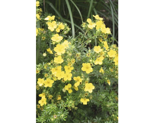 Gult blommande buske med gröna blad.